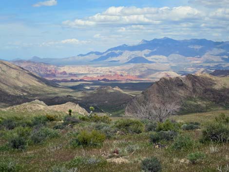 Lime Canyon Wilderness Area