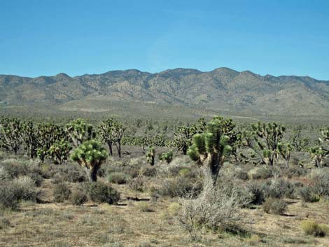 South McCullough Wilderness Area