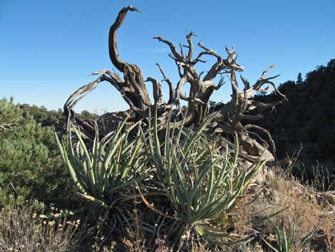 South McCullough Wilderness Area