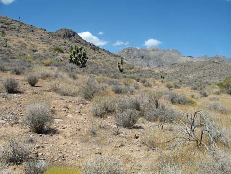 Mormon Mountains Wilderness Area