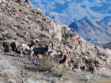 Spirit Mountain Wilderness Area