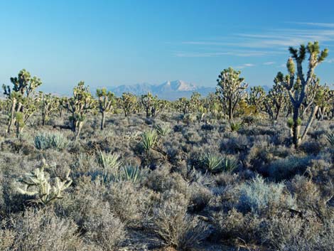 Wee Thump Joshua Tree Wilderness Area