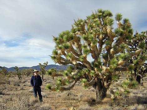 Wee Thump Joshua Tree Wilderness Area