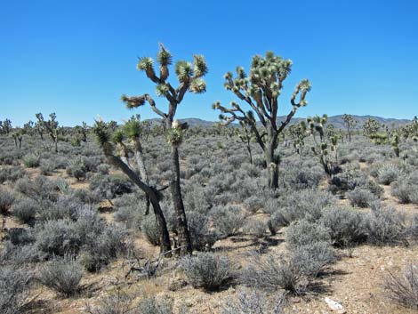 Wee Thump Joshua Tree Wilderness Area