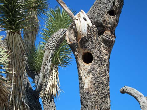 Wee Thump Joshua Tree Wilderness Area