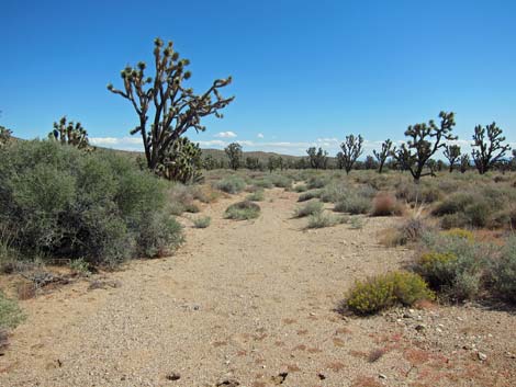 Wee Thump Joshua Tree Wilderness Area