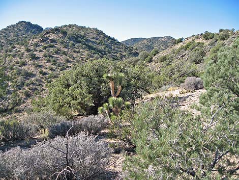 South McCullough Wilderness Area