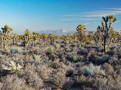 Wee Thump Joshua Tree Wilderness Area