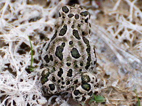 Great Plains Toad (Anaxyrus cognatus)