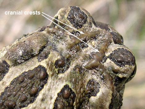 Great Plains Toad (Anaxyrus cognatus)