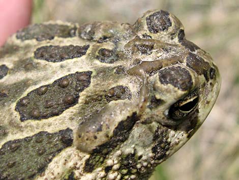 Great Plains Toad (Bufo cognatus)