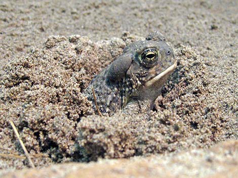 Arizona Toad (Anaxyrus microscaphus)