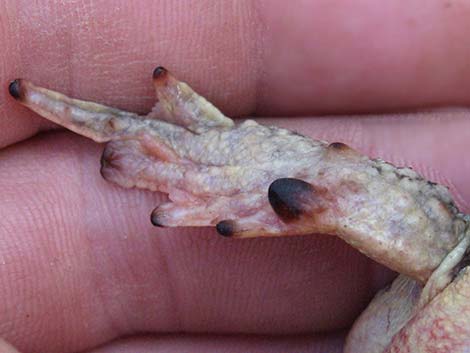 Arizona Toad (Anaxyrus microscaphus)