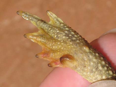 Woodhouse's Toad (Anaxyrus woodhousei)