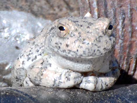 Canyon Treefrog (Hyla arenicolor)