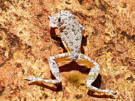 Canyon Treefrog (Hyla arenicolor)