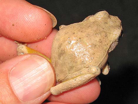 Canyon Treefrog (Hyla arenicolor)