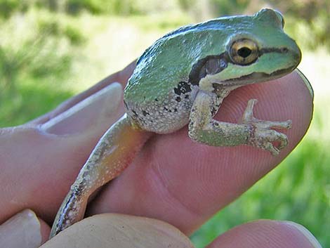 Baja California Treefrog (Pseudacris hypochondriaca)