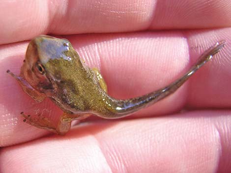 Baja California Treefrog (Pseudacris hypochondriaca)