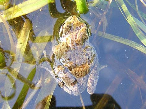 Northern Pacific Treefrog (Pseudacris regilla)