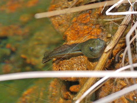 Bullfrog (Lithobates catesbeianus)