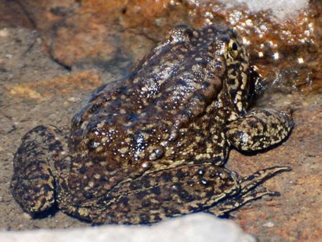 Mountain Yellow-legged Frog (Rana muscosa)