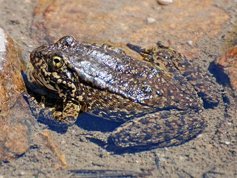 Mountain Yellow-legged Frog (Rana muscosa)