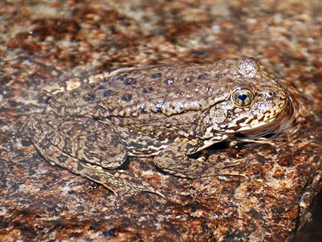 Mountain Yellow-legged Frog (Rana muscosa)