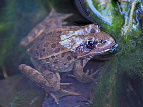 Relict Leopard Frog (Lithobates onca)