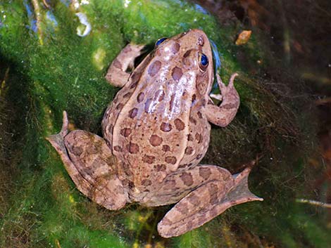 Relict Leopard Frog (Lithobates onca)