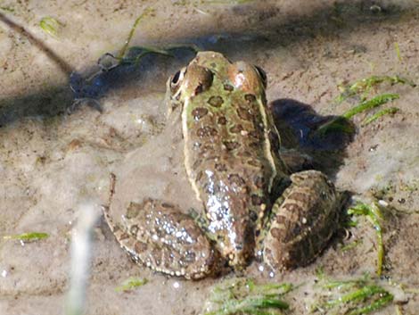 Lowland Leopard Frog (Rana yavapaiensis)