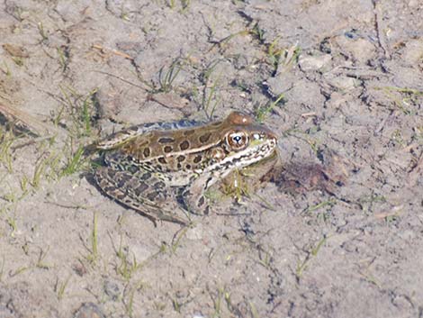 Lowland Leopard Frog (Rana yavapaiensis)