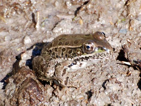 Lowland Leopard Frog (Rana yavapaiensis)