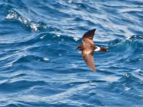 Procellariiformes (Seabirds)