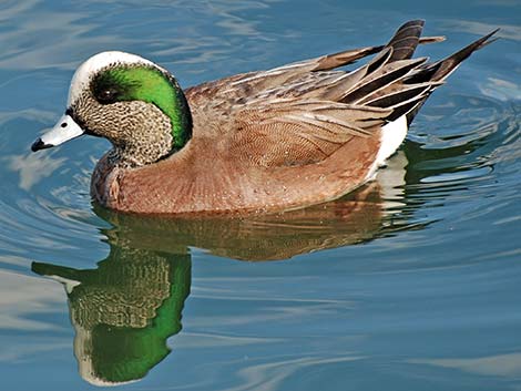 American Wigeon (Anas americana)