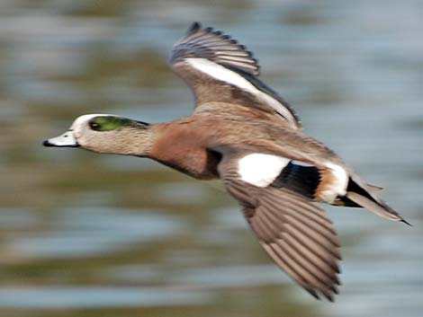 American Wigeon (Anas americana)