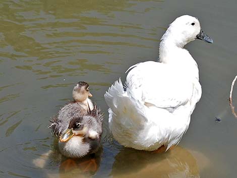 Feral Domestic Duck (Anas domesticus)