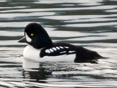 Barrow's Goldeneye (Bucephala islandica)