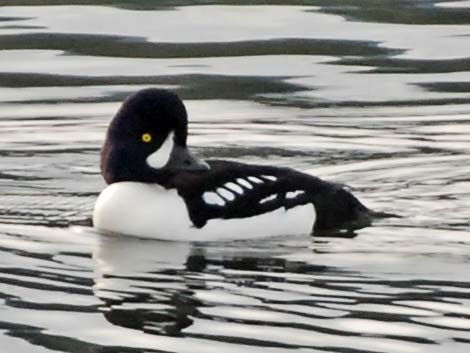 Barrow's Goldeneye (Bucephala islandica)