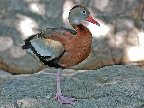 Black-bellied Whistling-Duck (Dendrocygna autumnalis)