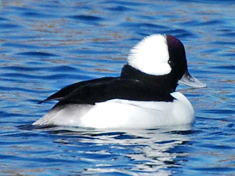 Bufflehead (Bucephala albeola)