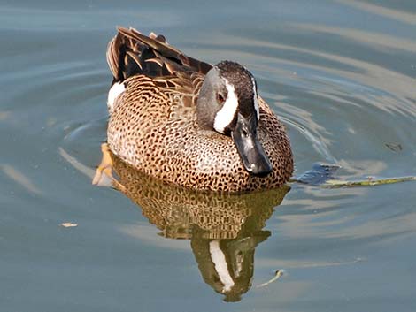 Blue-winged Teal (Anas discors)