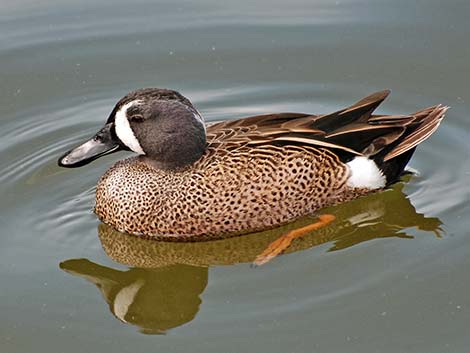 Blue-winged Teal (Anas discors)