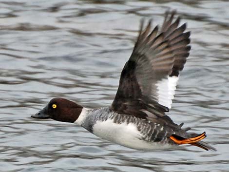 Common Goldeneye (Bucephala clangula)