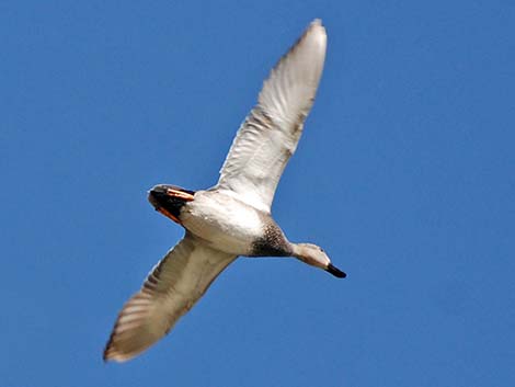 Gadwall (Anas strepera)