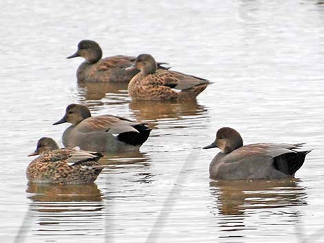 Gadwall (Anas strepera)