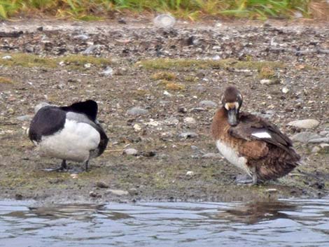 Greater Scaup (Aythya marila)