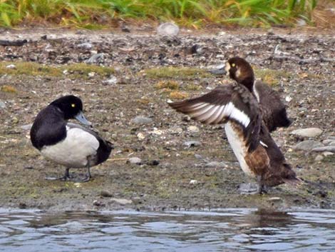 Greater Scaup (Aythya marila)