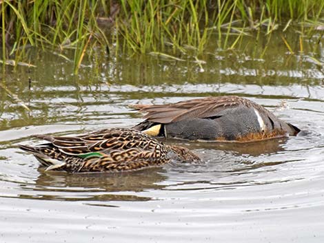 Green-winged Teal (Anas crecca)