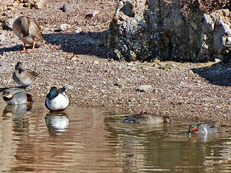 Green-winged Teal (Anas crecca)